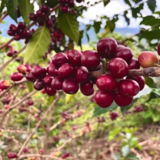 Rwanda Coko